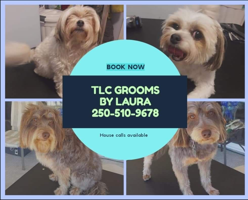 TLC Grooms by Laura | 1359 Donnay Dr, Duncan, BC V9L 5R9, Canada | Phone: (250) 510-9678