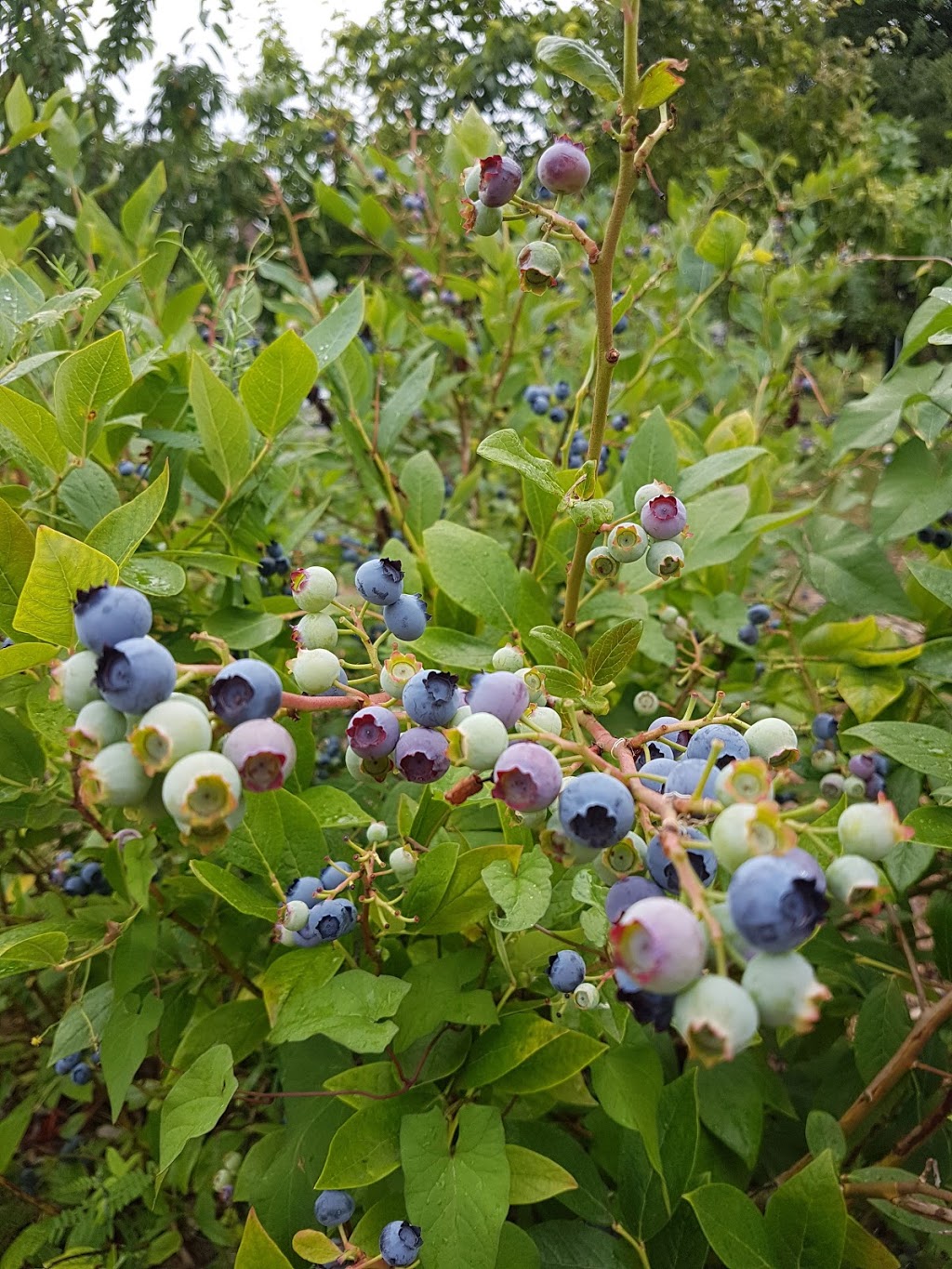 Copley Community Orchard | 3587 Copley St, Vancouver, BC V5N 5B2, Canada