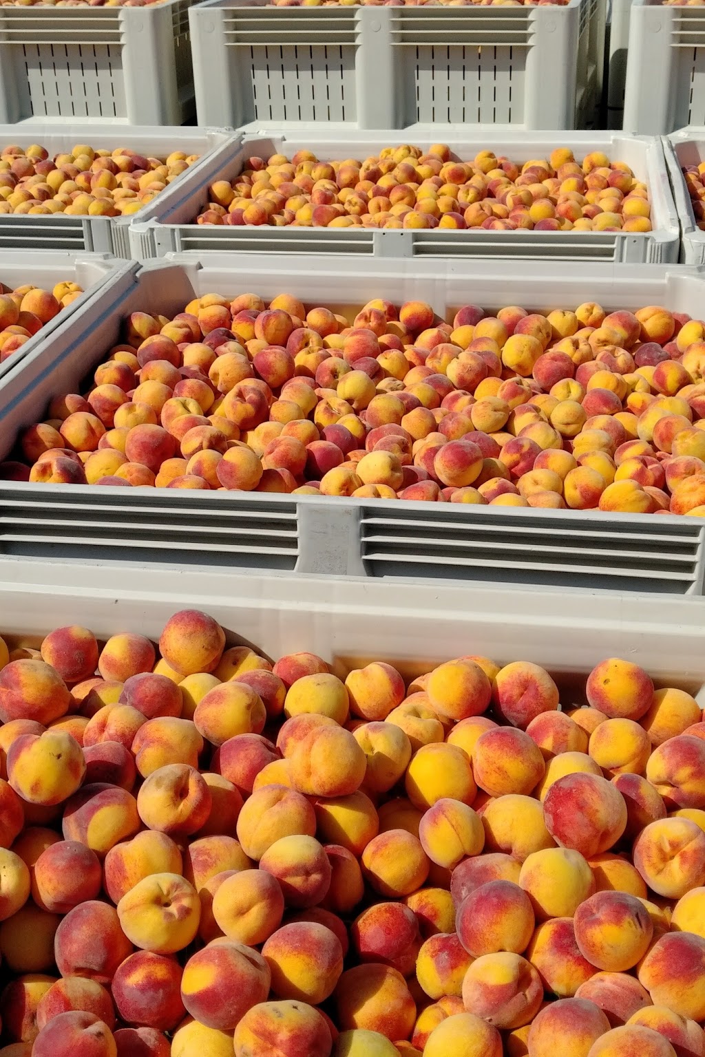 Cherry Lane | 4230 Victoria Ave, Vineland Station, ON L0R 2E0, Canada | Phone: (905) 562-4337 ext. 210