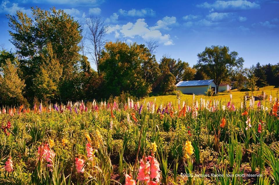Jardin des glaïeuls | 1340 Chemin de la Bataille N, La Prairie, QC J5R 0K8, Canada | Phone: (514) 706-1431
