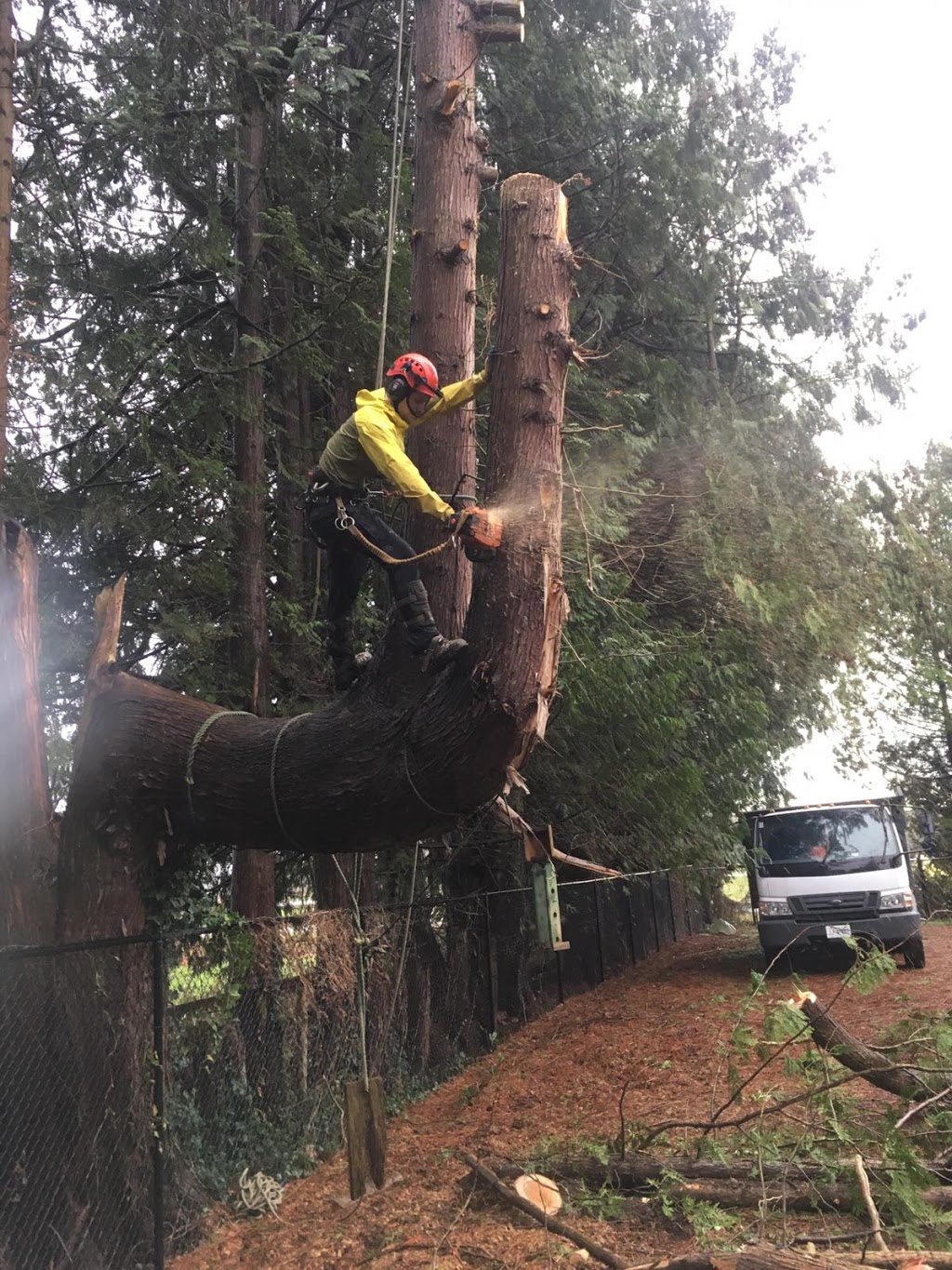 Alpine Tree Care | 3191 Pleasant St, Richmond, BC V7E 2P1, Canada | Phone: (604) 834-7586