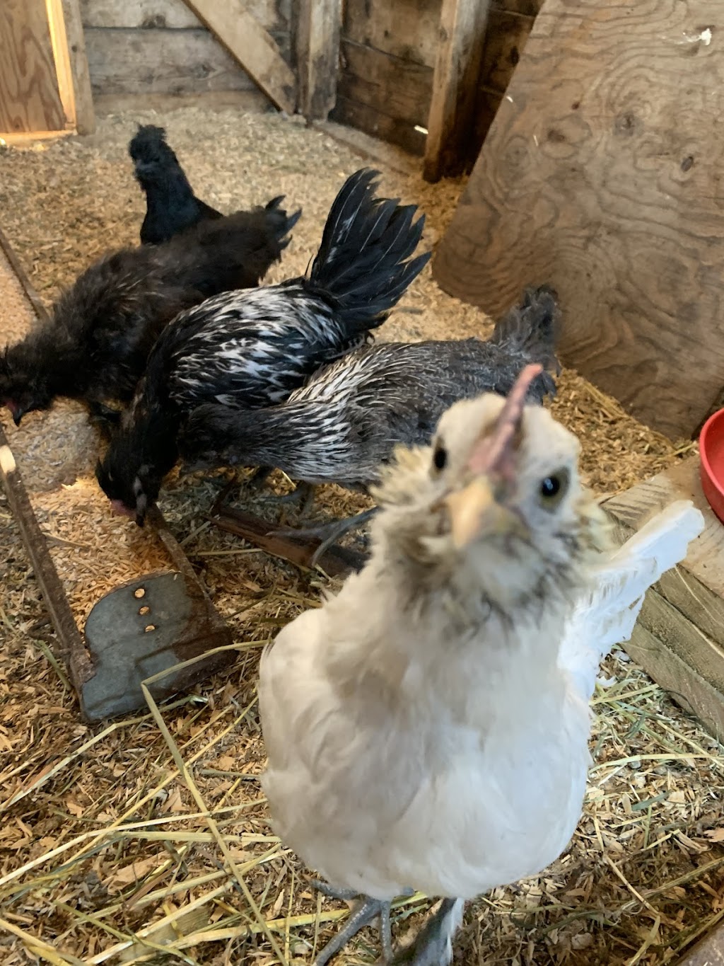 GrothHaus Permaculture | 48537 Range Rd 222, CAMROSE COUNTY, AB T0B 1W0, Canada | Phone: (780) 231-3090