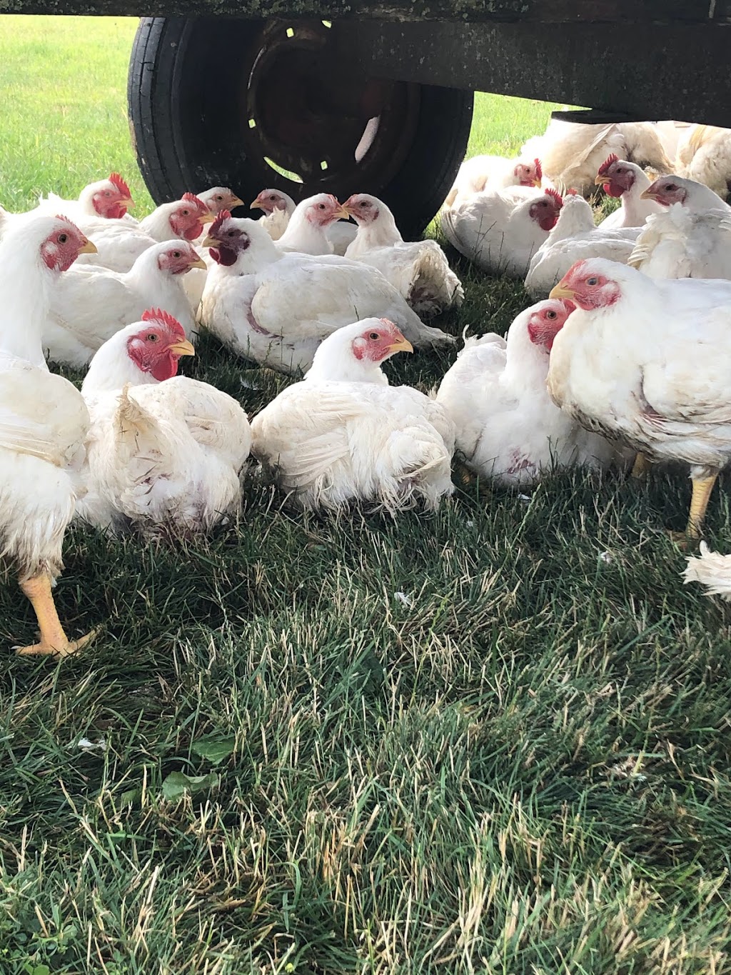 Good Nature Eco Farm | 135148 13 Line, Thamesford, ON N0M 2M0, Canada | Phone: (519) 993-6606