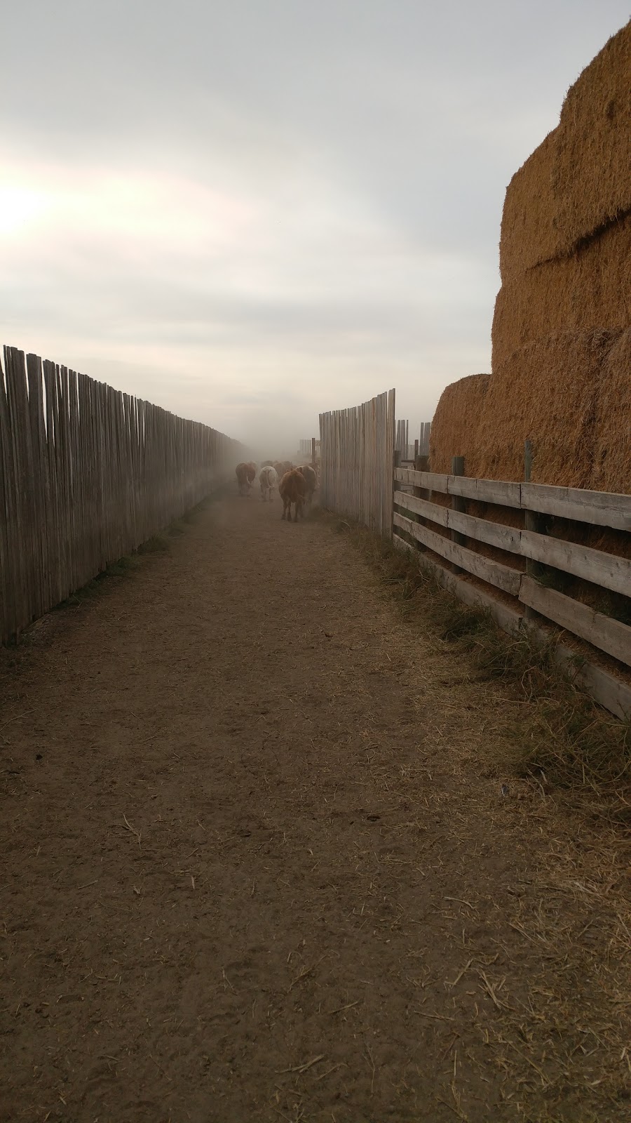 Grandview Cattle Feeders - South Lot | Range Rd 224, Shaughnessy, AB T0K 2A0, Canada | Phone: (403) 732-4222