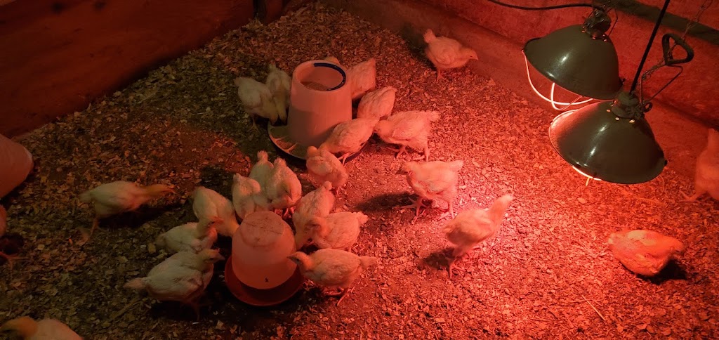 Reliable Poultry Service LTD. | 6911 River Ave N, Courtenay, BC V9J 1N5, Canada | Phone: (250) 337-5956