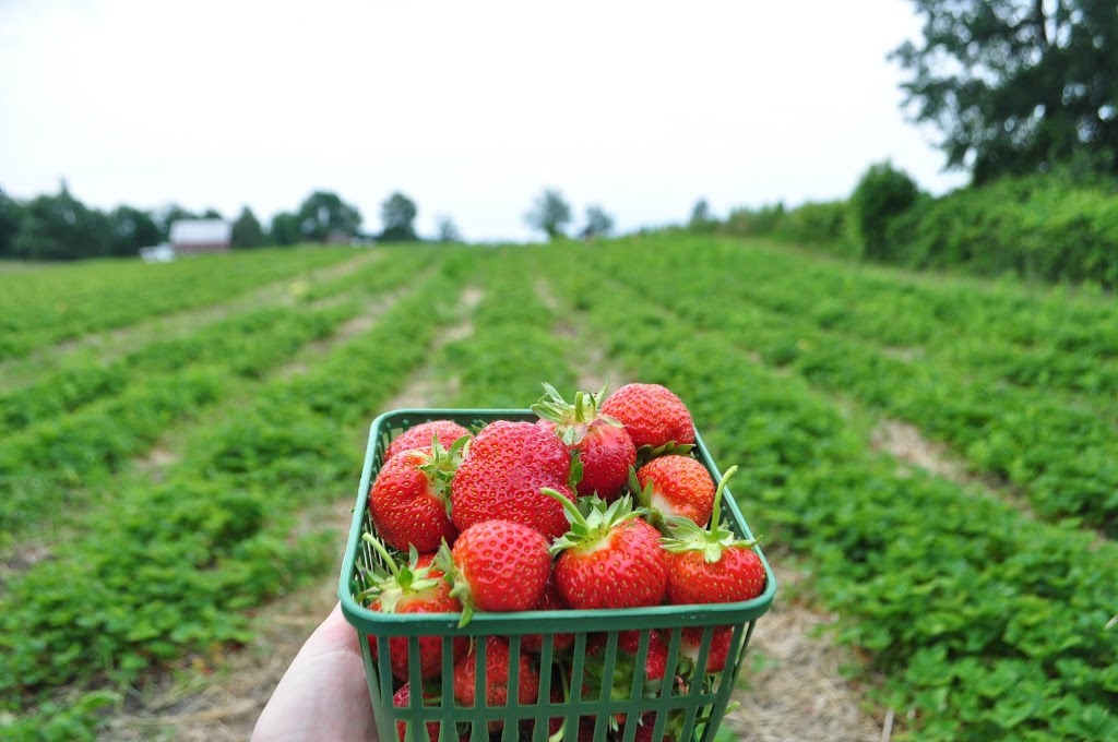 Austins Strawberries | 2591 Cockshutt Rd, Waterford, ON N0E 1Y0, Canada | Phone: (519) 443-5837