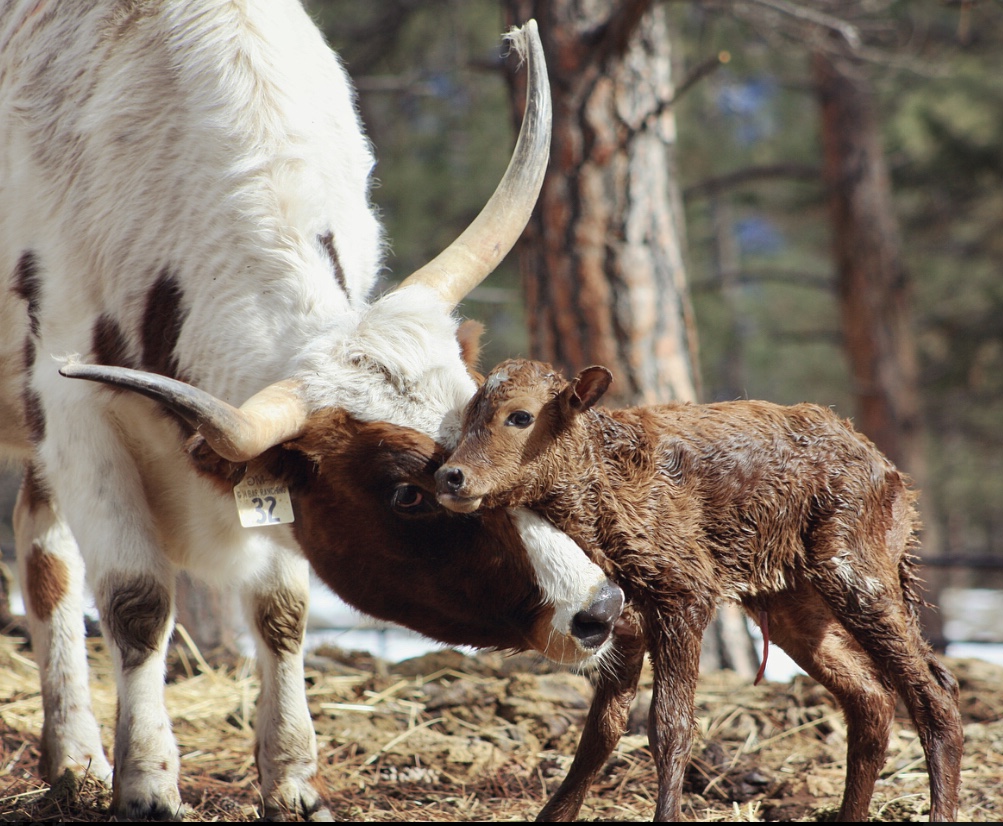 Ta Ta Creek Ranch | 6256 BC-95A, Ta Ta Creek, BC V0B 2H0, Canada | Phone: (250) 688-0466