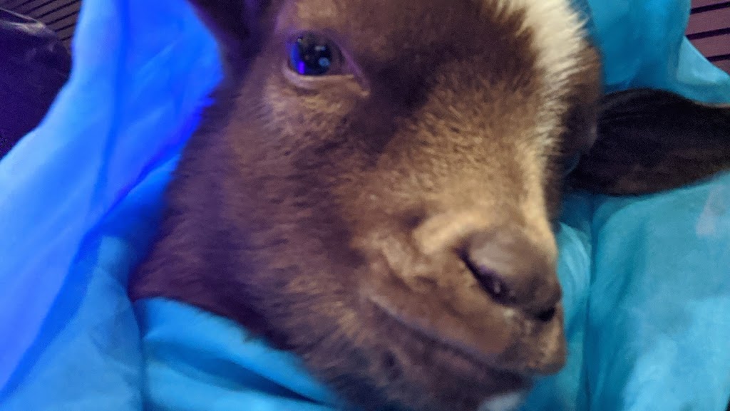 Lizzias Goat Yoga | 3 Weir Rd, Hamilton, ON L0R 1T0, Canada | Phone: (289) 644-7718