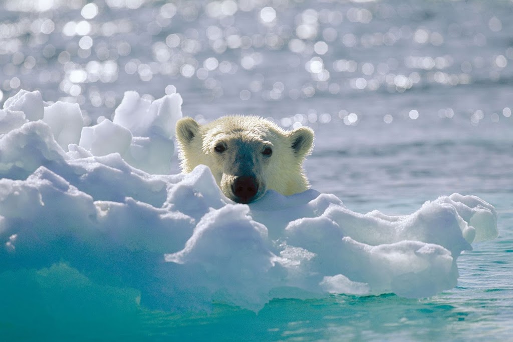 Arctic Bear Productions | Victoria, BC V8S 2J8, Canada | Phone: (250) 508-8322