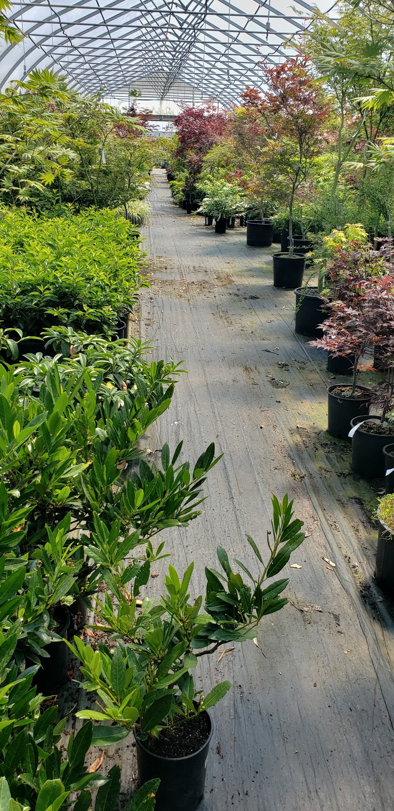 Outback Nursery & Garden Centre | 6016 Headquarters Rd, Courtenay, BC V9J 1M7, Canada | Phone: (250) 703-0723