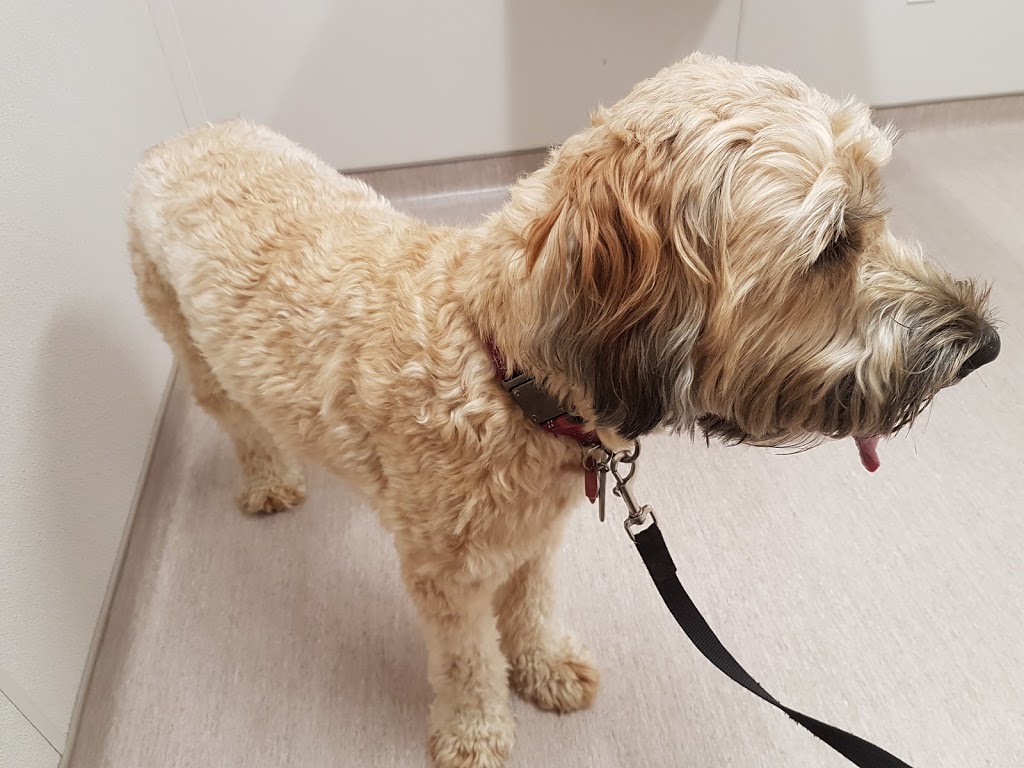 Strathroy Animal Clinic | 425 Frances St, Strathroy, ON N7G 2L7, Canada | Phone: (519) 245-1153