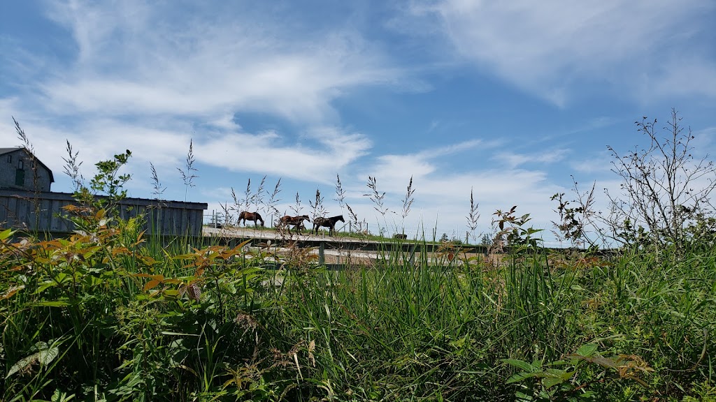 Sambea Farm | 79 Conrad Rd, Lawrencetown, NS B2Z 1S1, Canada | Phone: (902) 488-9607