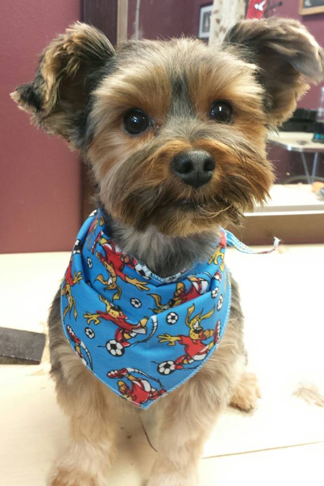 Roxy and Friends Grooming Salon by Appointment | 83 Erie St, Port Colborne, ON L3K 4L9, Canada | Phone: (289) 478-6034