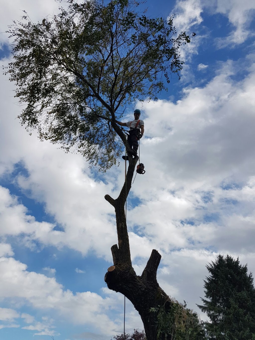 Alpine Tree Care | 3191 Pleasant St, Richmond, BC V7E 2P1, Canada | Phone: (604) 834-7586