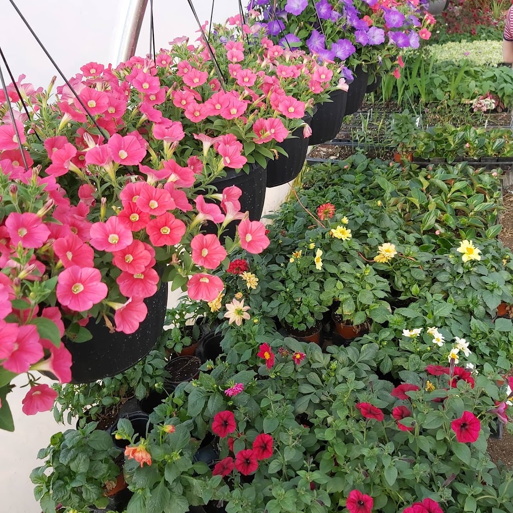 Oakbank Garden Market | 26016 Springfield Rd, Oakbank, MB R5N 0A8, Canada | Phone: (204) 444-4780