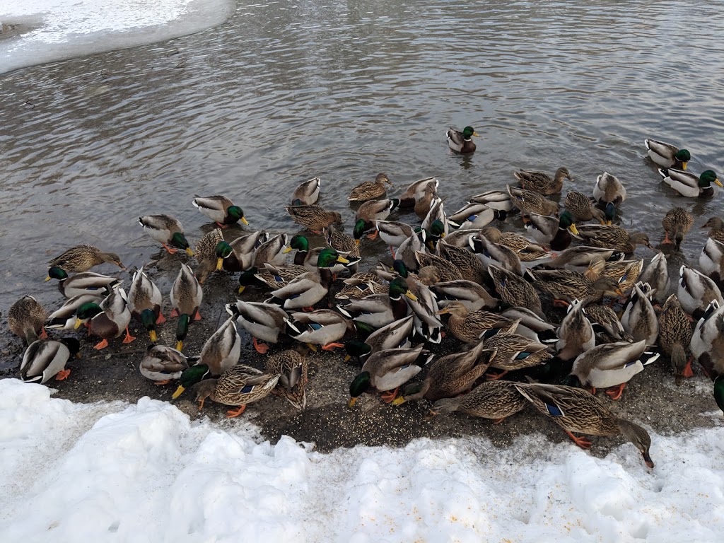 The Duck Pond | 2710 Saratoga Pl, Gloucester, ON K1T 1Z2, Canada