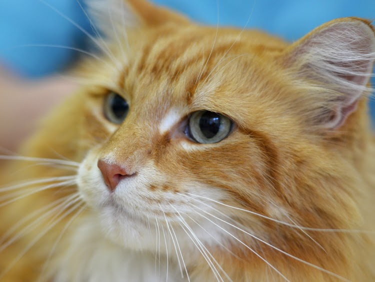 Animal Medical Hospital | 2459 Bellevue Ave, West Vancouver, BC V7V 1E1, Canada | Phone: (604) 926-8654