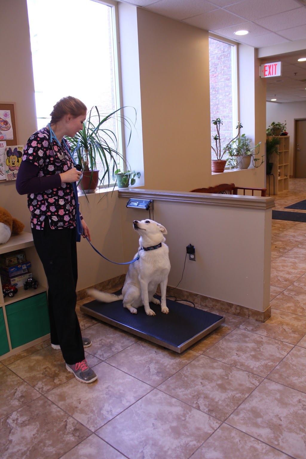 Niagara Veterinary Emergency Clinic | health | 3300 Merrittville Hwy Unit 1A, Thorold, ON L2V 4Y6, Canada | 9056413185 OR +1 905-641-3185