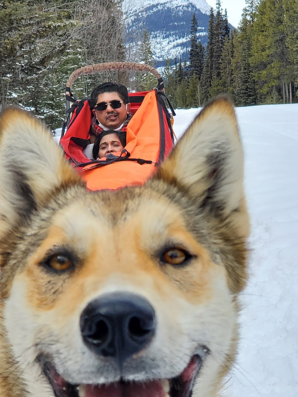 Kingmik Dog Sled Tours | 16430 Hwy 1A, Lake Louise, AB T0L 1E0, Canada | Phone: (855) 482-4592
