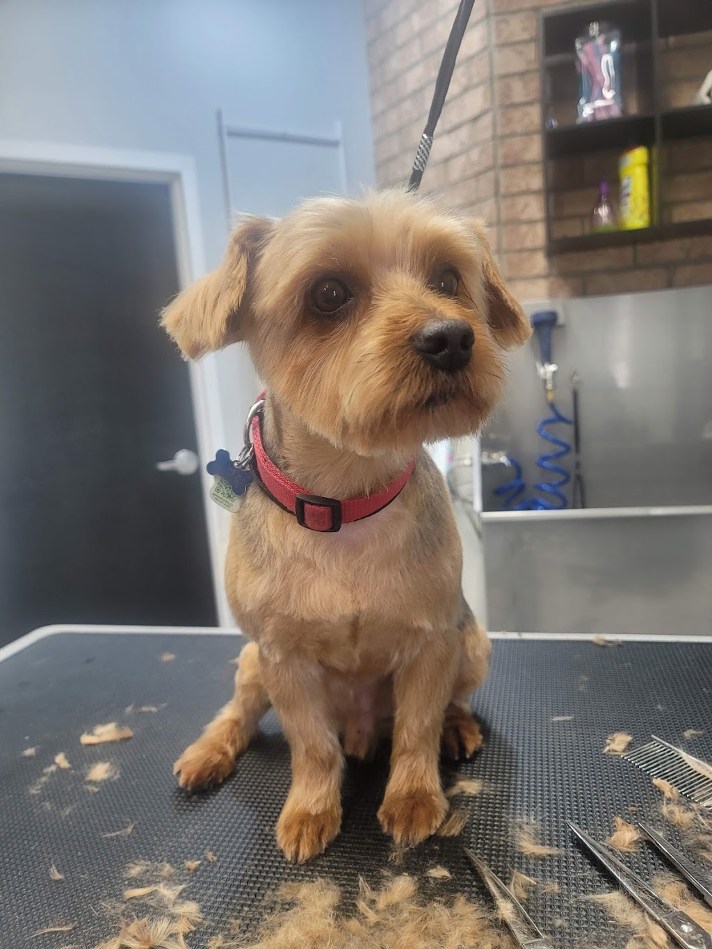Pawtricias Dog Grooming | 56 Nicole Marie Ave, Barrie, ON L4M 6Y6, Canada | Phone: (416) 857-5300