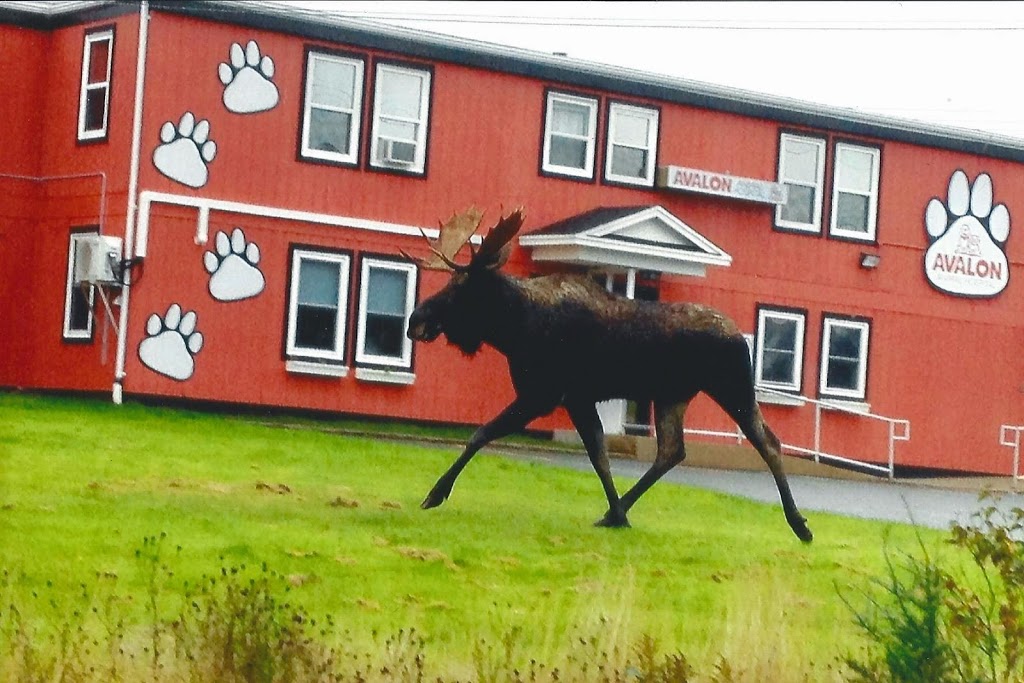 Avalon Animal Hospital | 556 Logy Bay Rd, St. Johns, NL A1A 5G6, Canada | Phone: (709) 754-1750