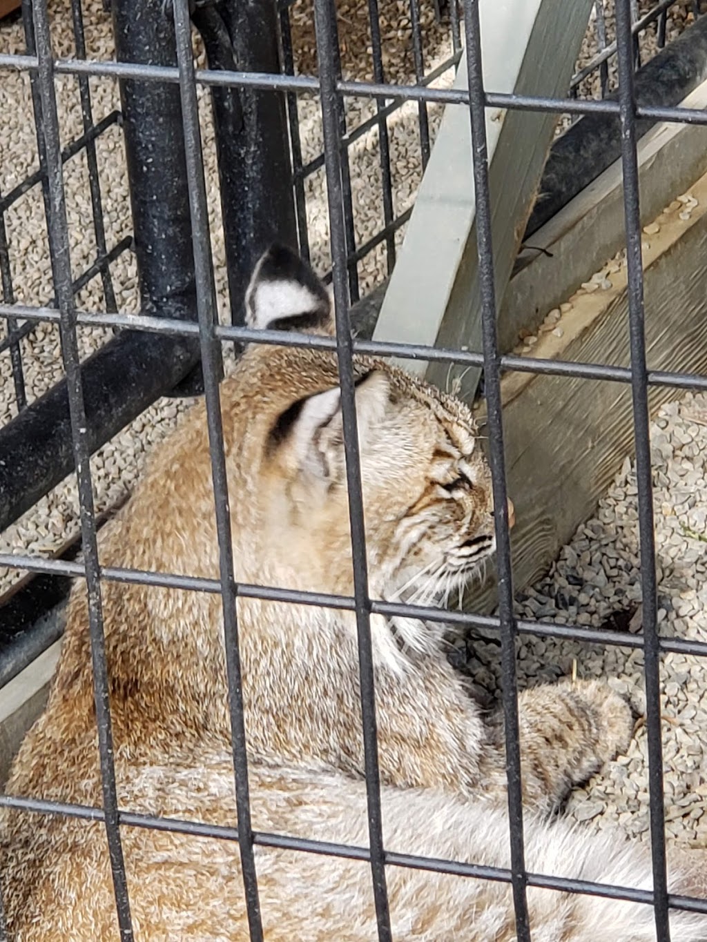 Hawk Creek Wildlife Center | 1963 Mill Rd, East Aurora, NY 14052, USA | Phone: (716) 652-8646