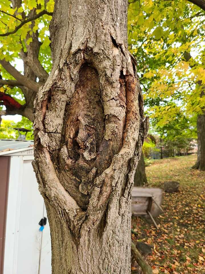 Royal City Tree Care | 18 Landsdown Dr, Guelph, ON N1L 1H2, Canada | Phone: (226) 203-3133