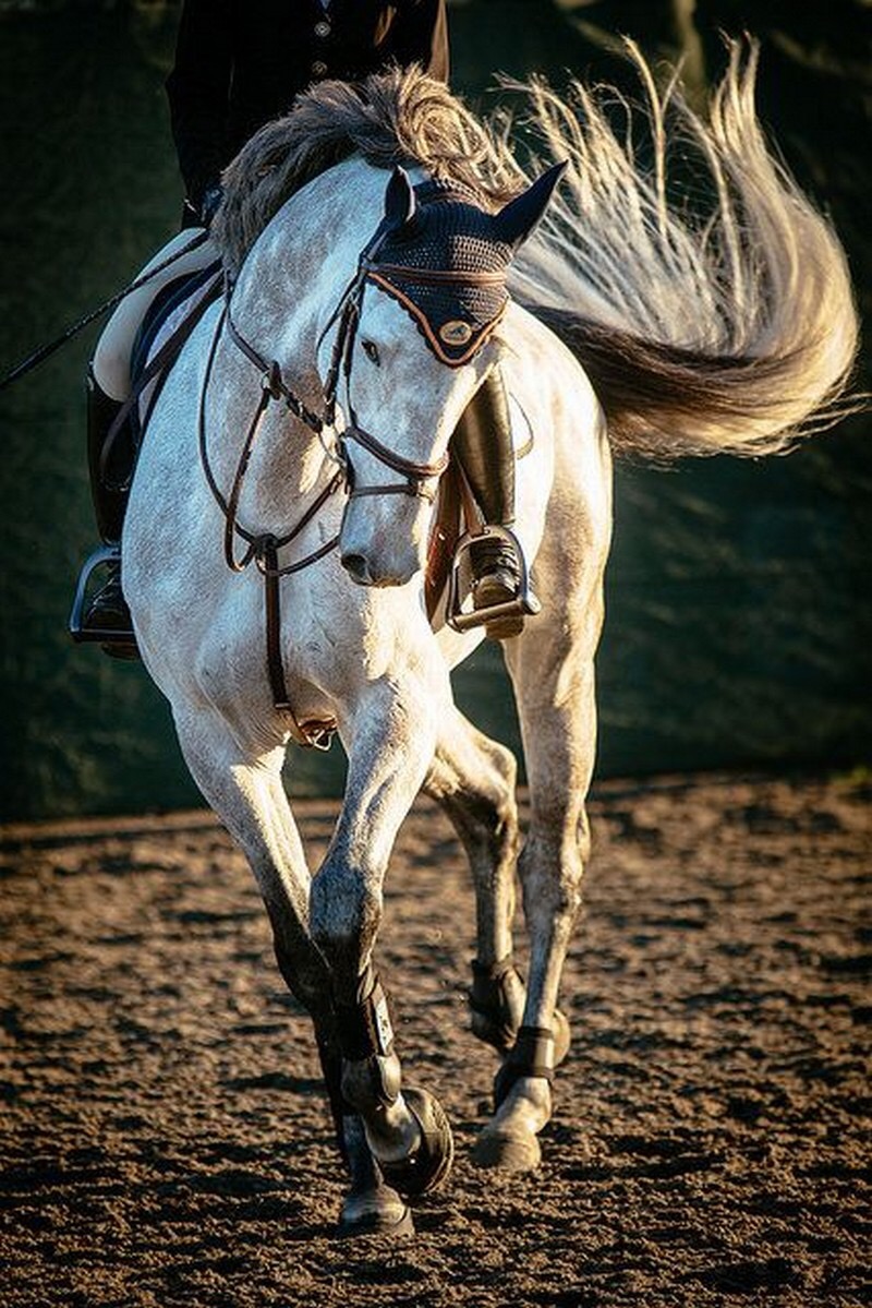 Fiddlers Green Stables | 6575 Flewellyn Rd, Stittsville, ON K2S 1B6, Canada | Phone: (613) 831-2844