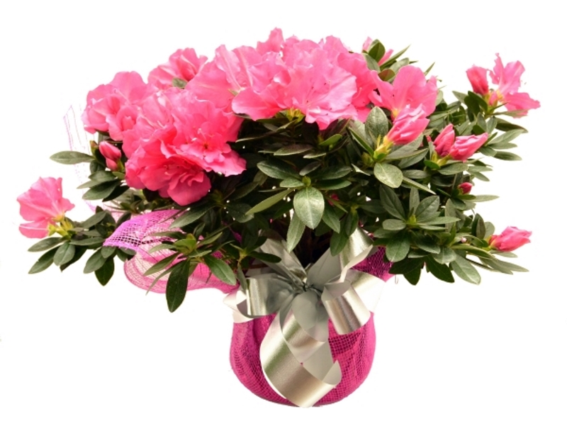 Fleuriste St-Anselme | 626 Route Bégin, Saint-Anselme, QC G0R 2N0, Canada | Phone: (418) 885-9611