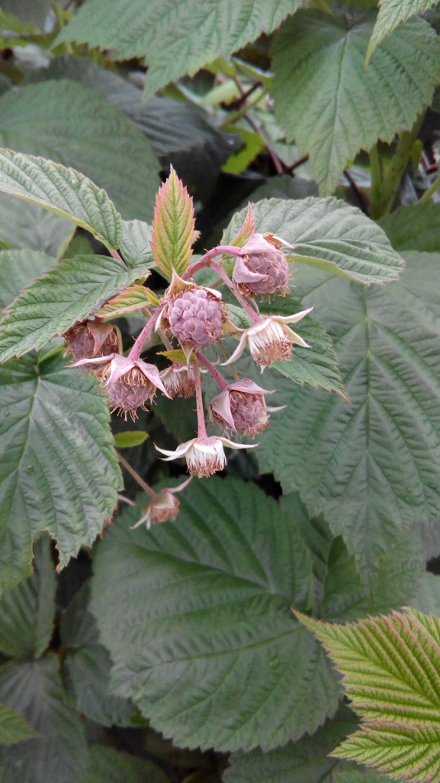 Inglewood Community Garden | 2297 17 St SE, Calgary, AB T2G 3V6, Canada