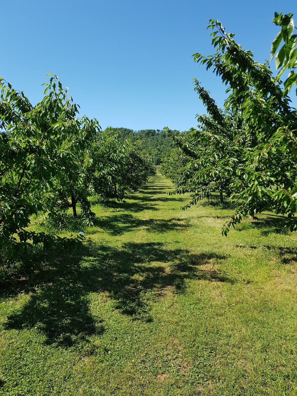 Sun Valley Farms | 1186 Hamilton Regional Rd 8, Winona, ON L8E 5K2, Canada | Phone: (289) 237-3893