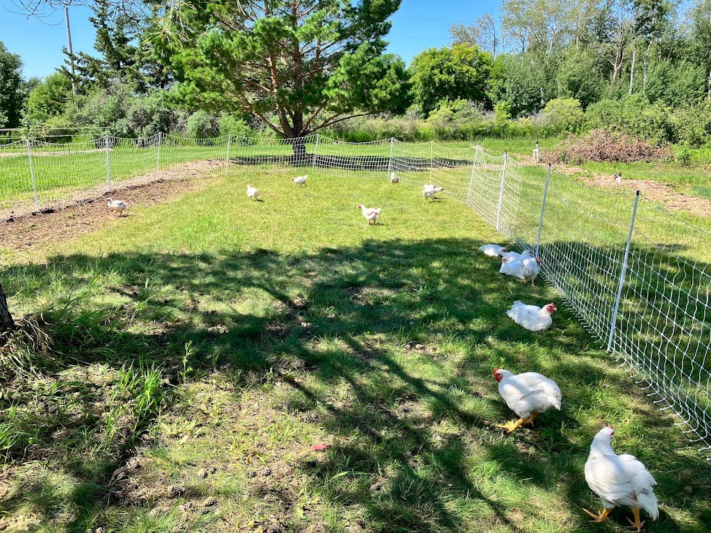 Gibson Farm | Box 10 Grp 180 RR1, Beausejour, MB R0E 0C0, Canada | Phone: (204) 265-3646