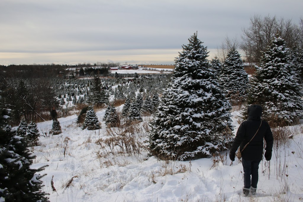 Prestonvale Tree Farms | 1421 Prestonvale Rd, Courtice, ON L1E 2P2, Canada | Phone: (800) 311-6964