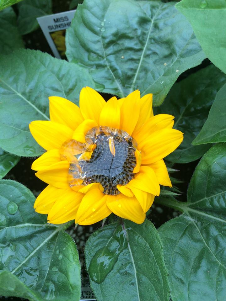 Brenneis Greenhouses 1612110 St NW, Edmonton, AB T5Y 6K6, Edmonton