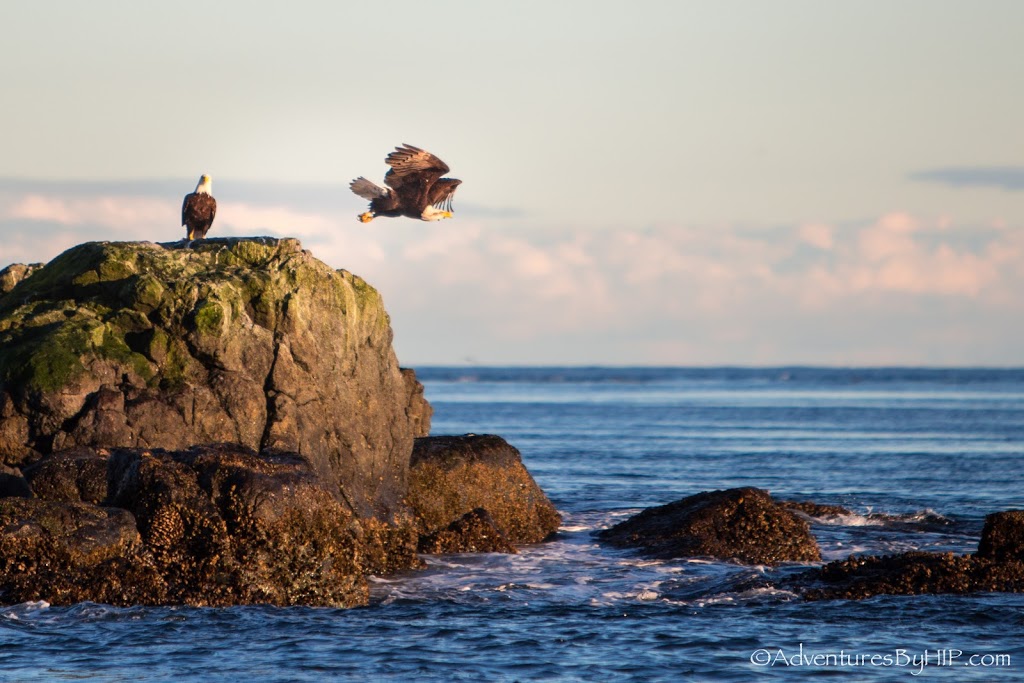Adventures By HIP | 6971 W Coast Rd, Sooke, BC V9Z 0V1, Canada | Phone: (250) 818-1093