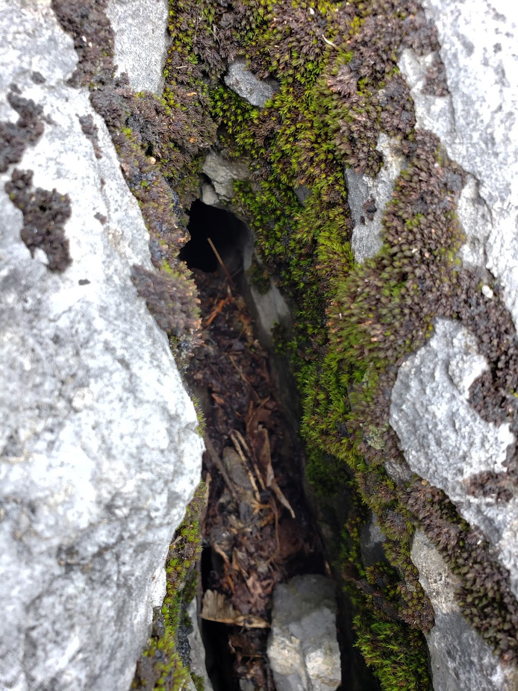Goodsell Ridge Preserve | 69 Pine St, Isle La Motte, VT 05463, USA | Phone: (802) 862-4150