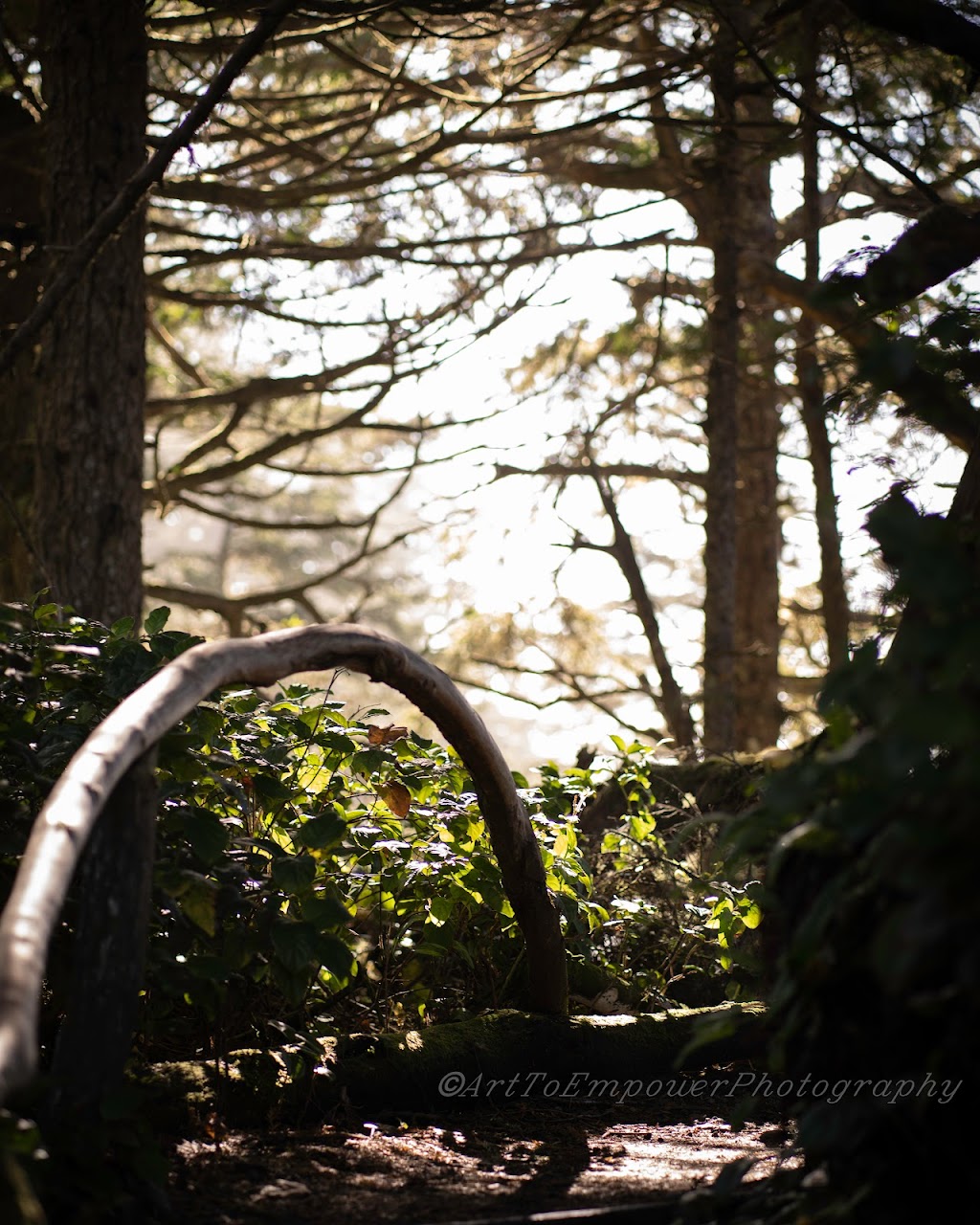 Art To Empower Photography | 4940 Chisholm St, Delta, BC V4K 3X2, Canada | Phone: (604) 970-0267