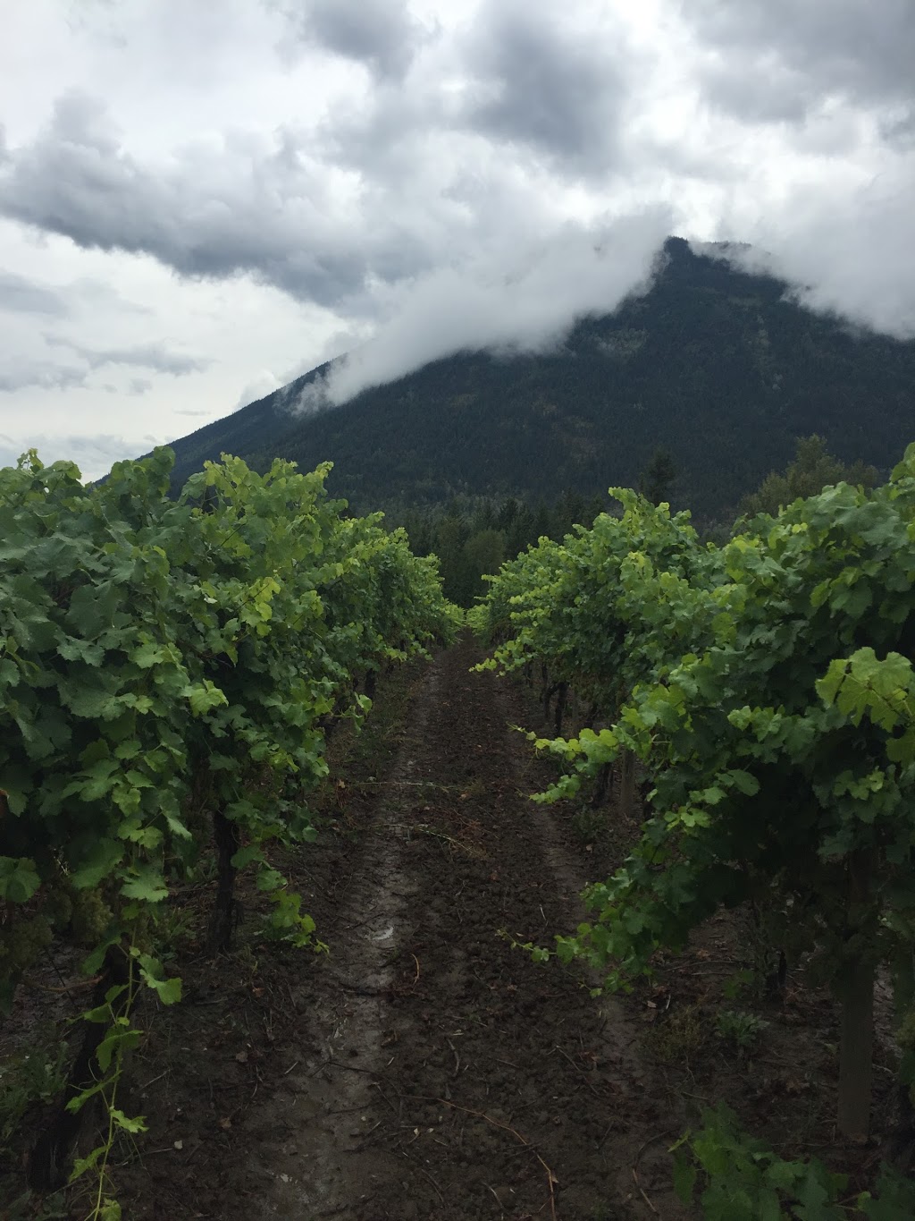 Recline Ridge Vineyards & Winery Ltd | 2640 Skimikin Lake Rd, Tappen, BC V0E 2X3, Canada | Phone: (250) 835-2212
