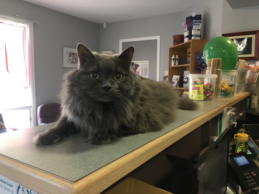 Mohns Avenue Veterinary Services | 58 Mohns Ave, Petawawa, ON K8H 2G9, Canada | Phone: (613) 687-6901