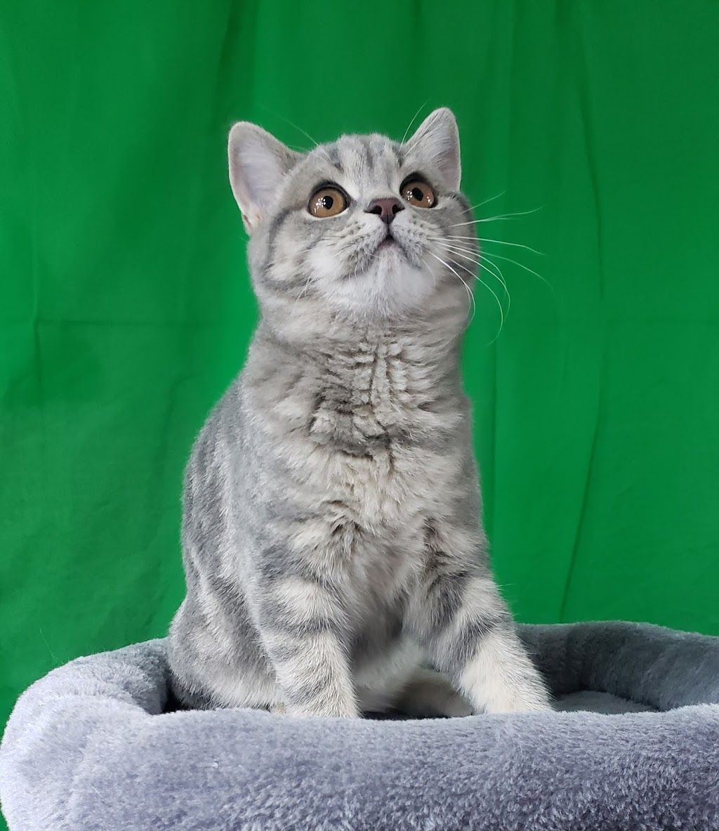 Chatterie CATS PARADISE | 109rue de, Bienville, Châteauguay, QC J6K 4E6, Canada | Phone: (438) 401-1195