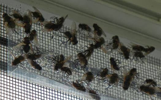 PROTEC Pest Control Lindsay | 87 Short Ave, Lindsay, ON K9V 1J5, Canada | Phone: (705) 308-7378