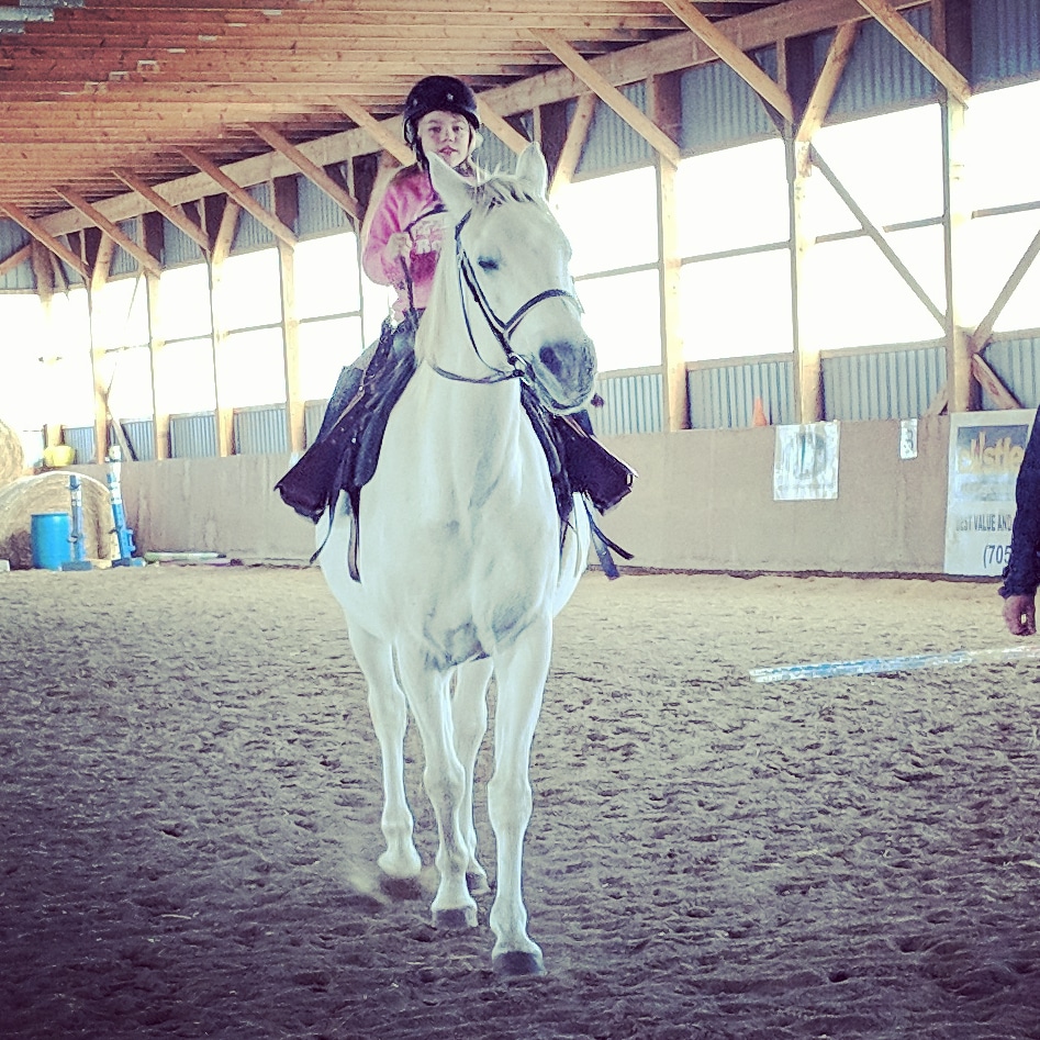 KB Equestrian | 20 Mcindoos Cemetery Rd, Woodville, ON K0M 2T0, Canada | Phone: (905) 809-6010
