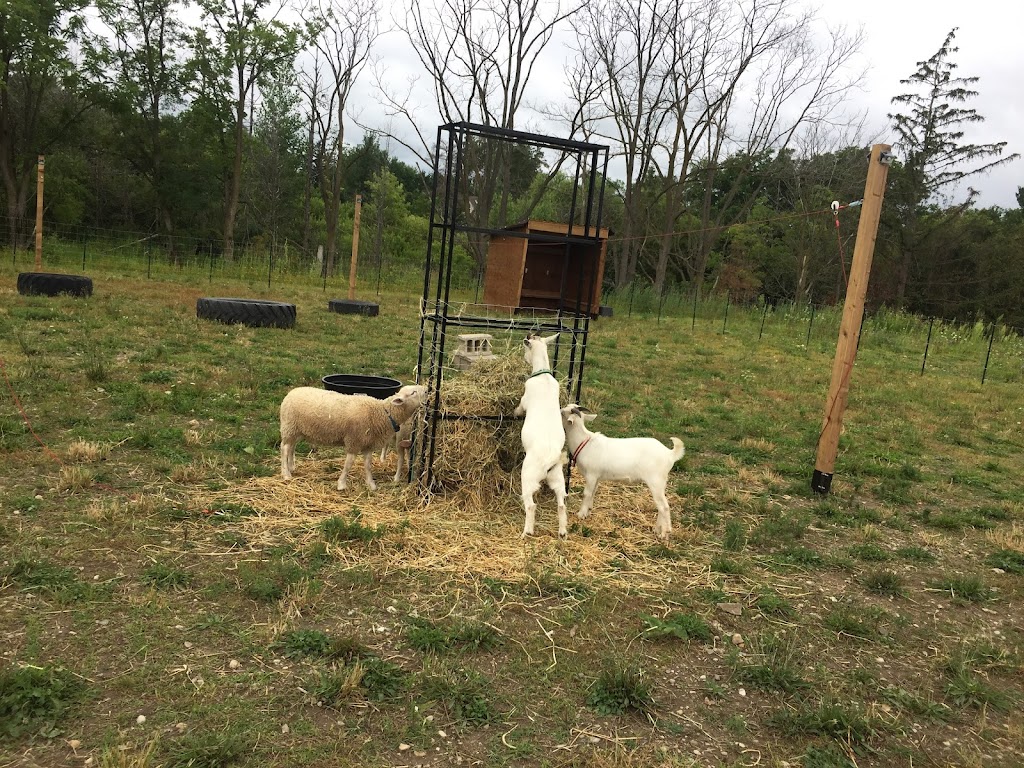 Hochs Family Farm | 2392B Snyders Rd E, Petersburg, ON N0B 2H0, Canada | Phone: (226) 698-7469