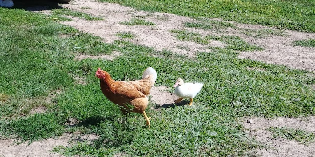 Three Ridges Ecological Farm | 48211 Sparta Line RR5, Aylmer, ON N5H 2R4, Canada | Phone: (519) 765-3278