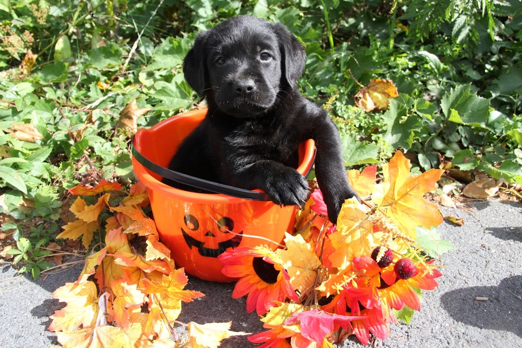 Wildbrook Kennels | 190 Pearl St, Wileville, NS B4V 5H7, Canada | Phone: (902) 543-2224