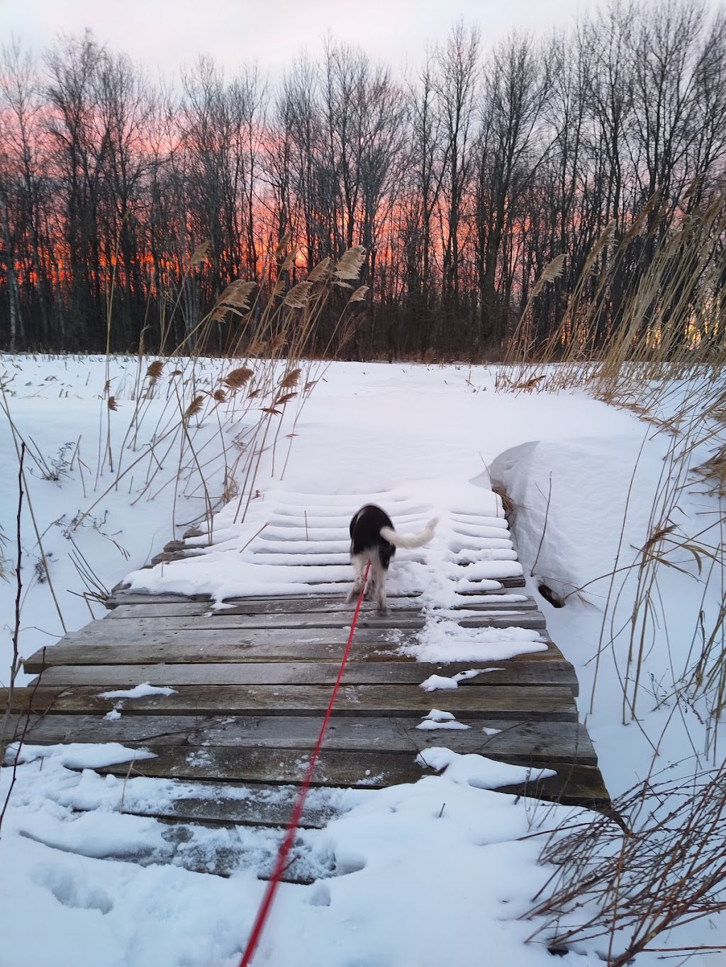 Pension canine Isabelle Bergeron (éducatrice canine) | 785 QC-202, Noyan, QC J0J 1B0, Canada | Phone: (514) 791-2794