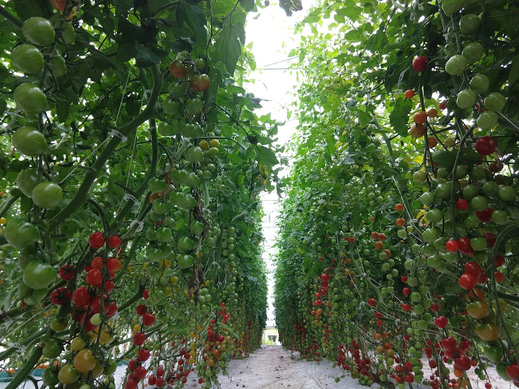 Jemseg River Farm | 260Rte 715, Jemseg, NB E4C 3N4, Canada | Phone: (506) 470-1906