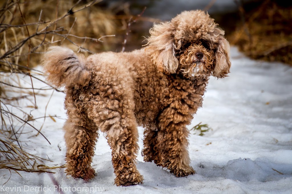 Champlain Animal Hospital | 2673 Lakefield Rd, Peterborough, ON K9J 6X5, Canada | Phone: (705) 742-4243