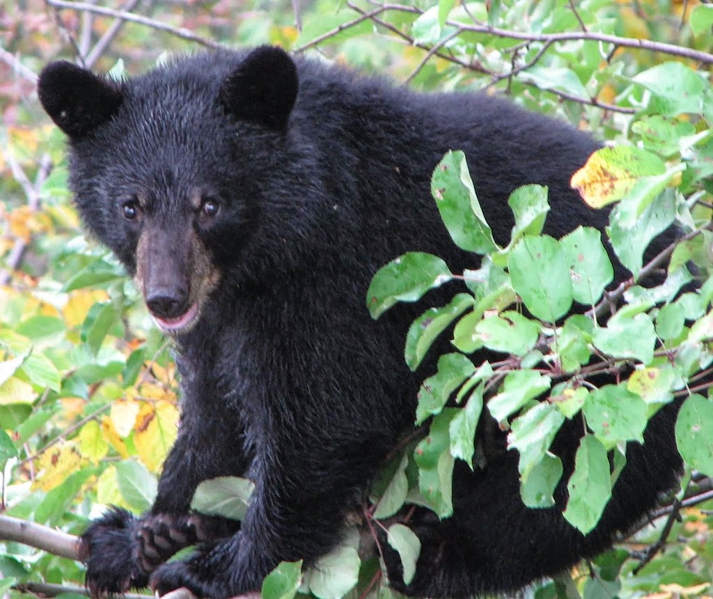 Coastal Revelations Vancouver Island BC Rainforest Tours | 910 Fern Rd E, Qualicum Beach, BC V9K 1M3, Canada | Phone: (250) 594-7002