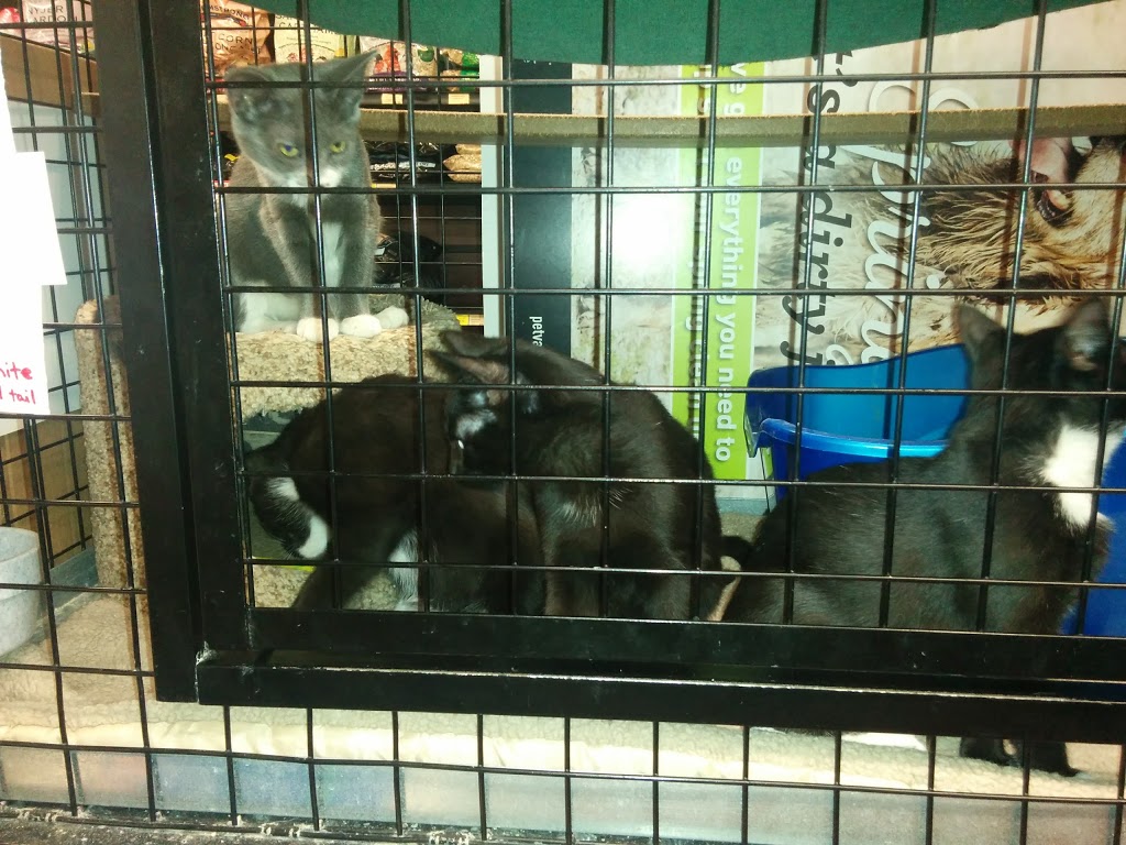 Pet Valu | 200 Fitch St, Welland, ON L3C 4V9, Canada | Phone: (905) 732-7165
